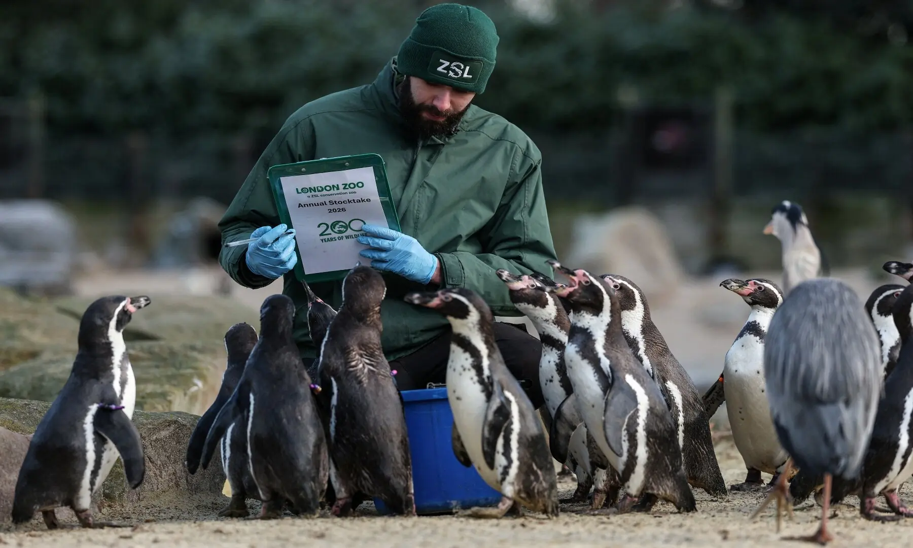 Jay Firtina, the penguins and flying birds zookeeper, feeds Humboldt penguins during a photocall for the annual stocktake at ZSL London Zoo in central London on January 6, 2026. &mdash; Adrian Dennis / AFP