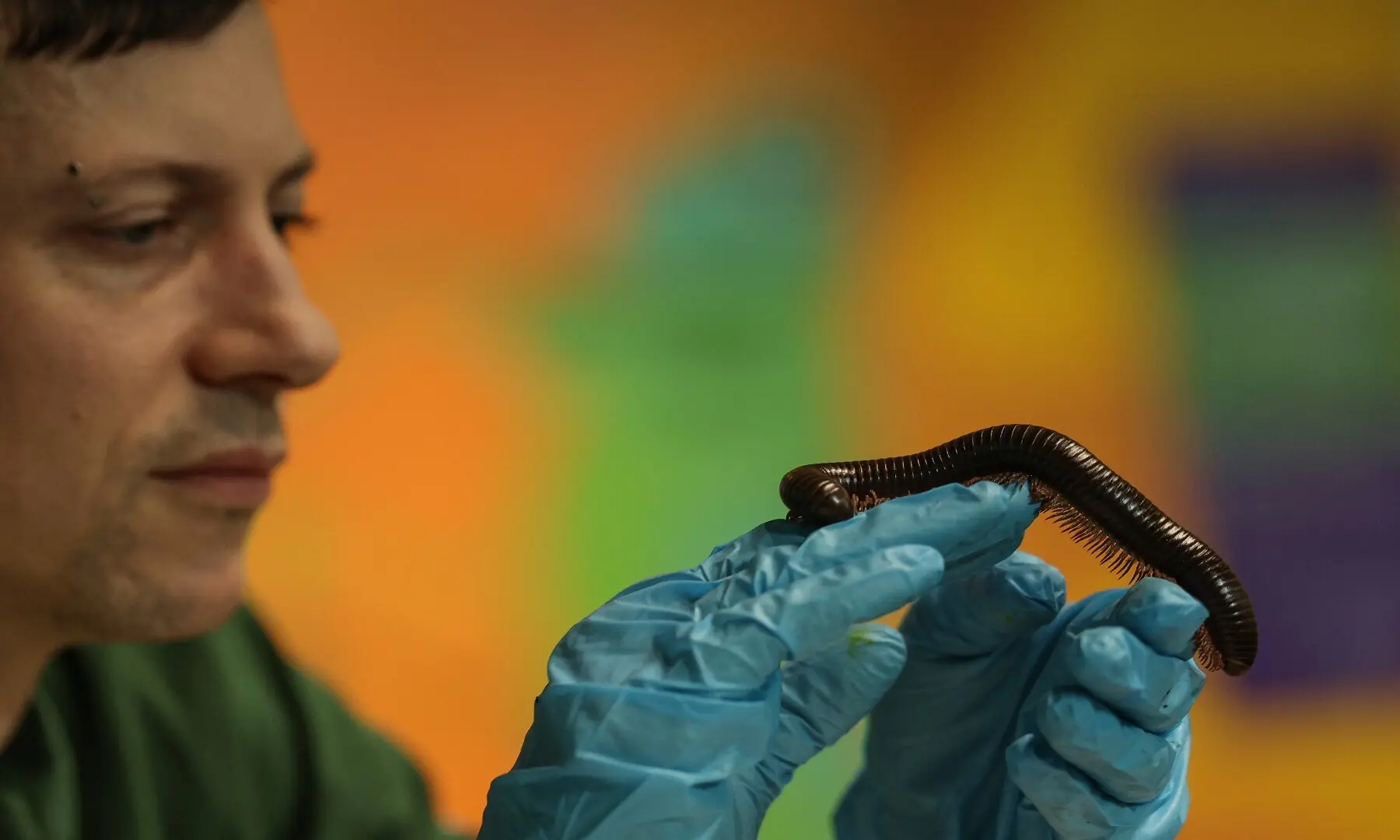 Zookeeper Jamie Mitchell looks at a millipede during a photocall for the annual stocktake at ZSL London Zoo in central London on January 6, 2026. &mdash; Adrian Dennis / AFP