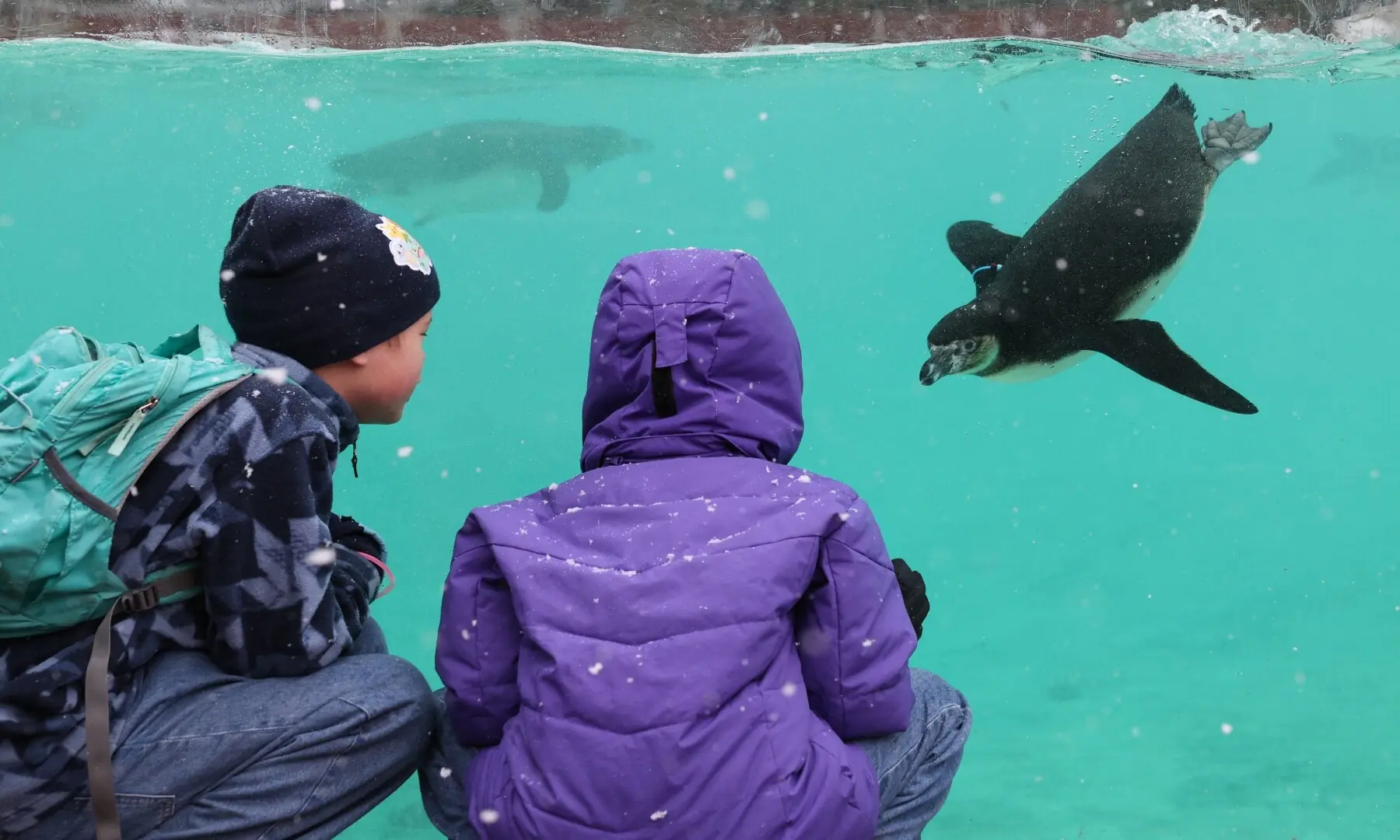 10-year-old Ezra Cater (R) and 8-year-old Grace Cater (L) study the Humboldt penguins swimming in their pool at ZSL London Zoo in central London on January 6, 2026. &mdash; Adrian Dennis / AFP