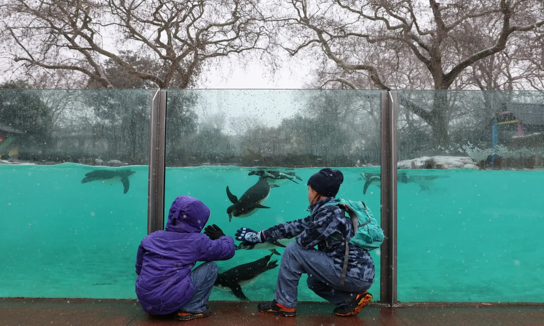 10-year-old Ezra Cater (L) and 8-year-old Grace Cater (R) study the Humboldt penguins swimming in their pool at ZSL London Zoo in central London on January 6, 2026. &mdash; Adrian Dennis / AFP