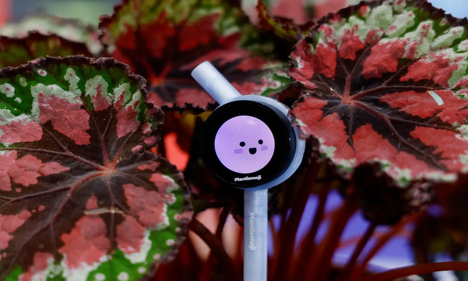 Plantalk&rsquo;s Plantiemoji prototypes, smart sensors that monitors a plant&rsquo;s environment and communicates its status through expressive emojis, are on display at the annual Consumer Electronics Show (CES) in Las Vegas, Nevada, on January 6, 2026. &mdash; Patrick T. Fallon / AFP