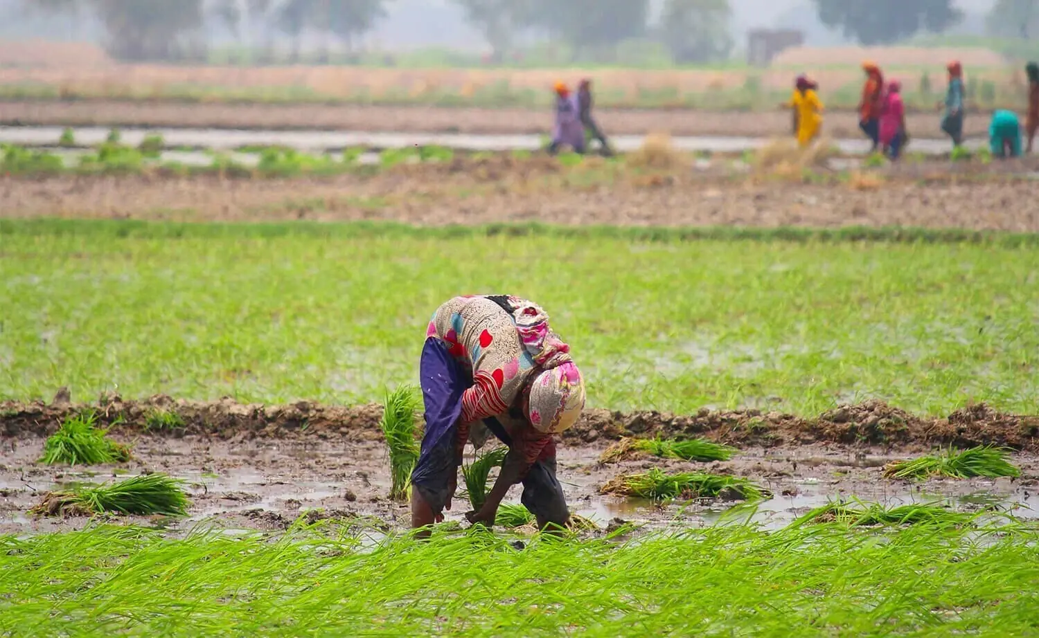 Women work in rice fields in Punjab. — Photo by Ahsan Mahmood/File Women work in rice fields in Punjab. — Photo by Ahsan Mahmood/File