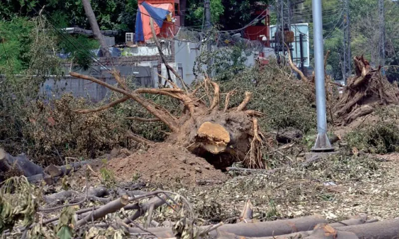 Image shows a cut down tree. &mdash; White Star/File