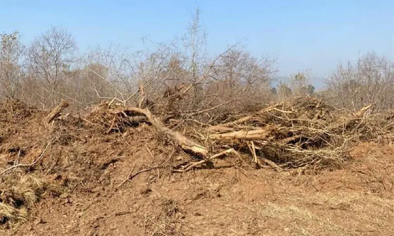 An image of felled trees in Islamabad. &mdash; Photo courtesy WWF-Pakistan