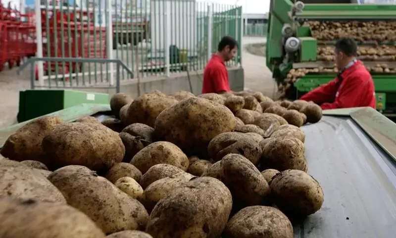 A file photo of potatoes being processed by workers. &mdash; Reuters/File