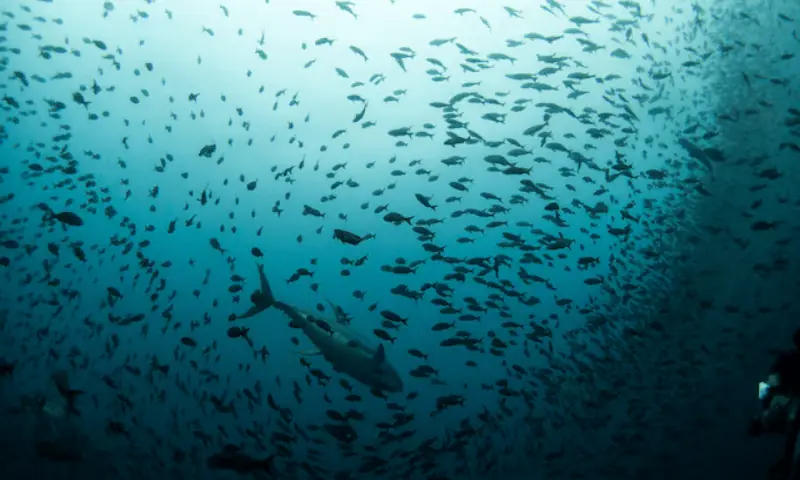 A tuna swims among a school of fish as a scuba diver looks on at the Galapagos Marine Reserve. &mdash; Reuters/File