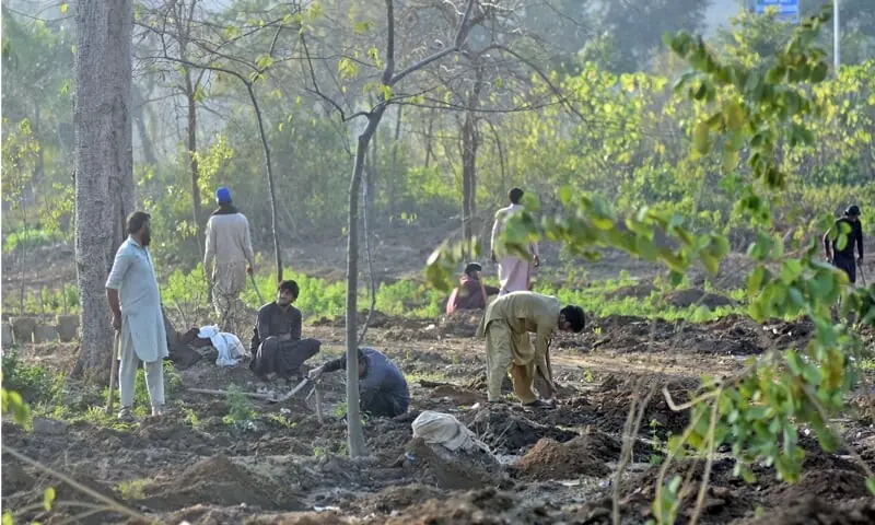 CDA workers plant saplings on a green belt at Shakarparian in Islamabad on January 9. &mdash; Online