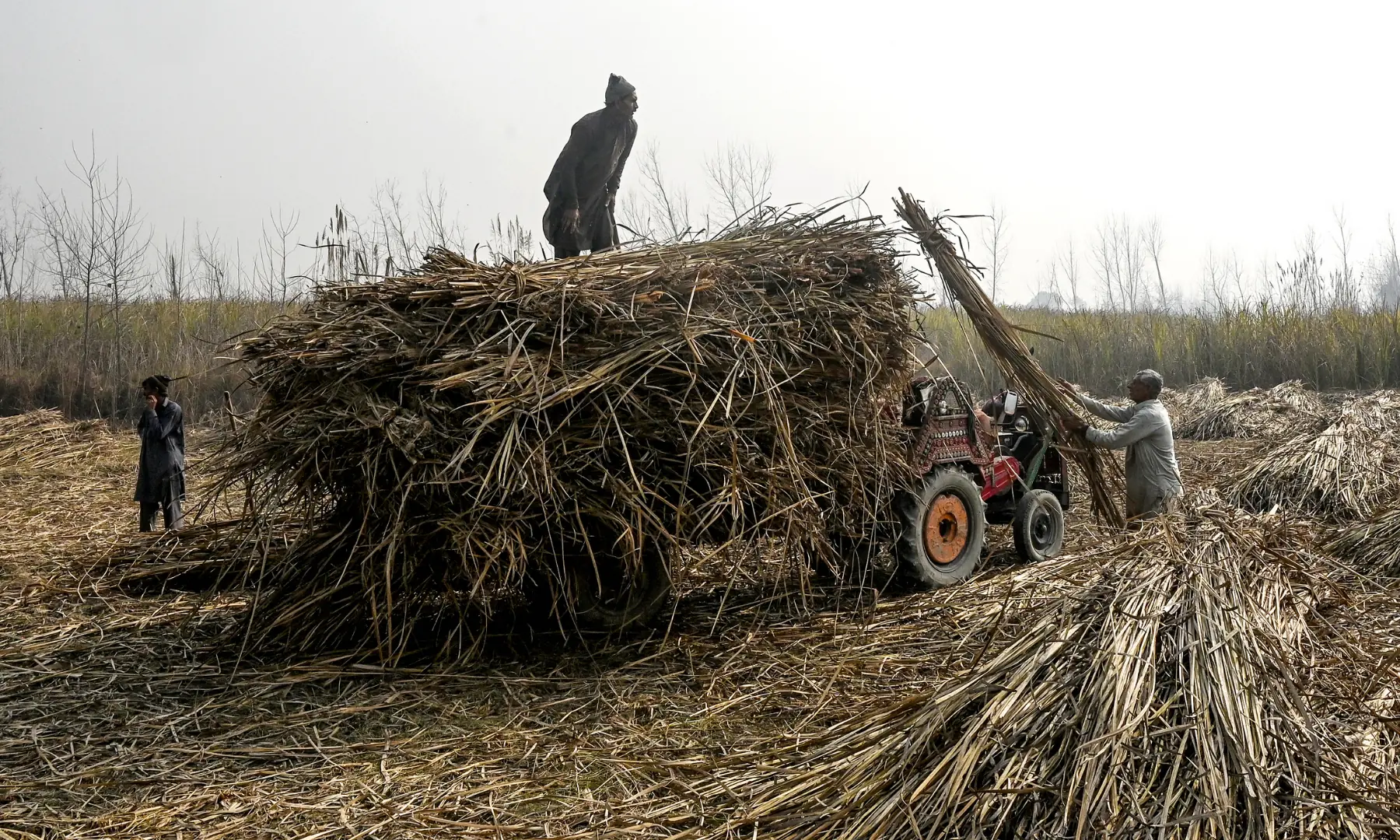 Workers prepare to press freshly harvested sugarcane, January 18, 2026 &mdash; AFP