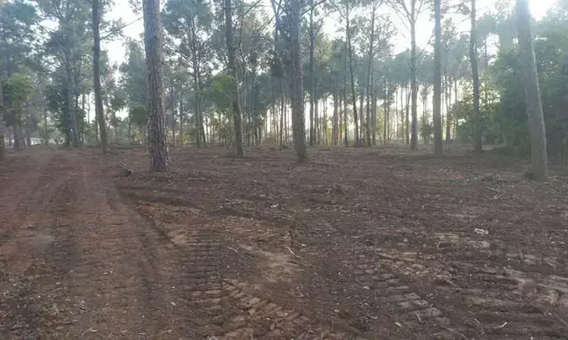 A piece of land selectively cleared opposite the National Museum in Shakarparian, Islamabad. — Photo courtesy WWF-Pakistan A piece of land selectively cleared opposite the National Museum in Shakarparian, Islamabad. — Photo courtesy WWF-Pakistan