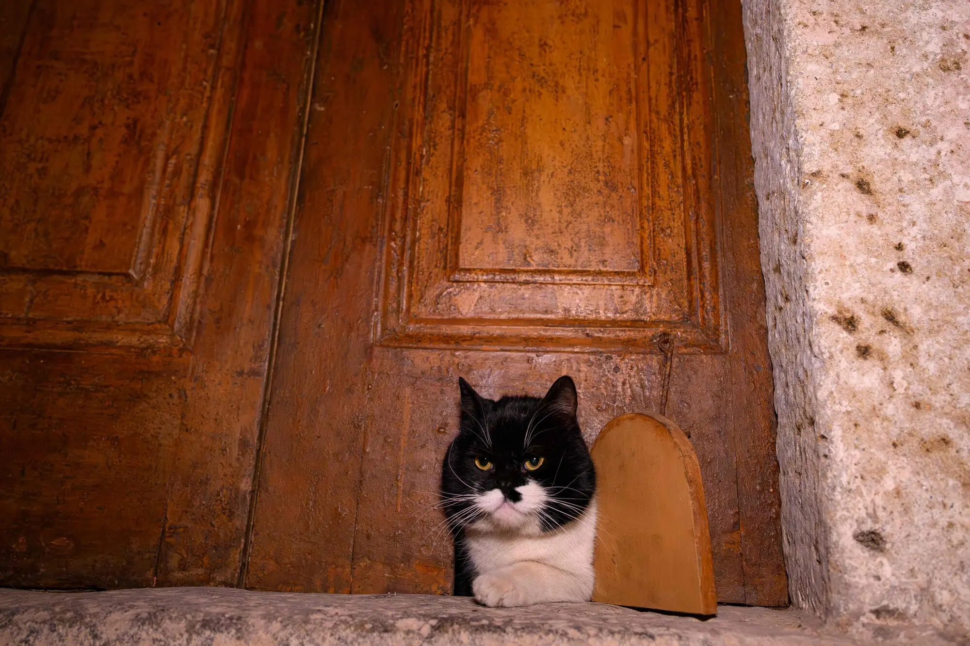 A cat peeking through a cat-flap at Istanbul&rsquo;s Topkapi Palace. Photo: AFP