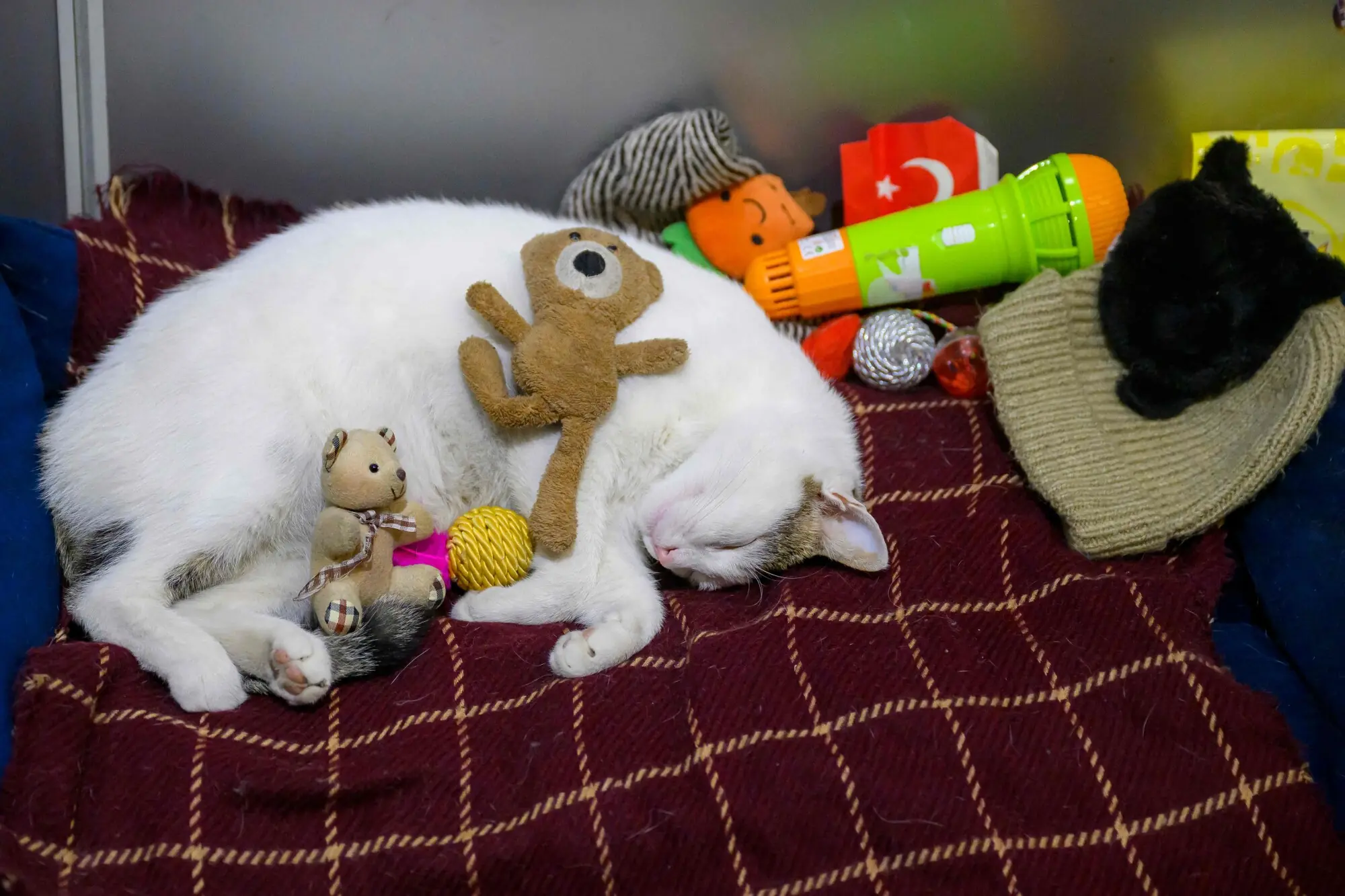 Kanyon, who had his basket stolen, rests among the many gifts given to him by admirers. Photo: AFP