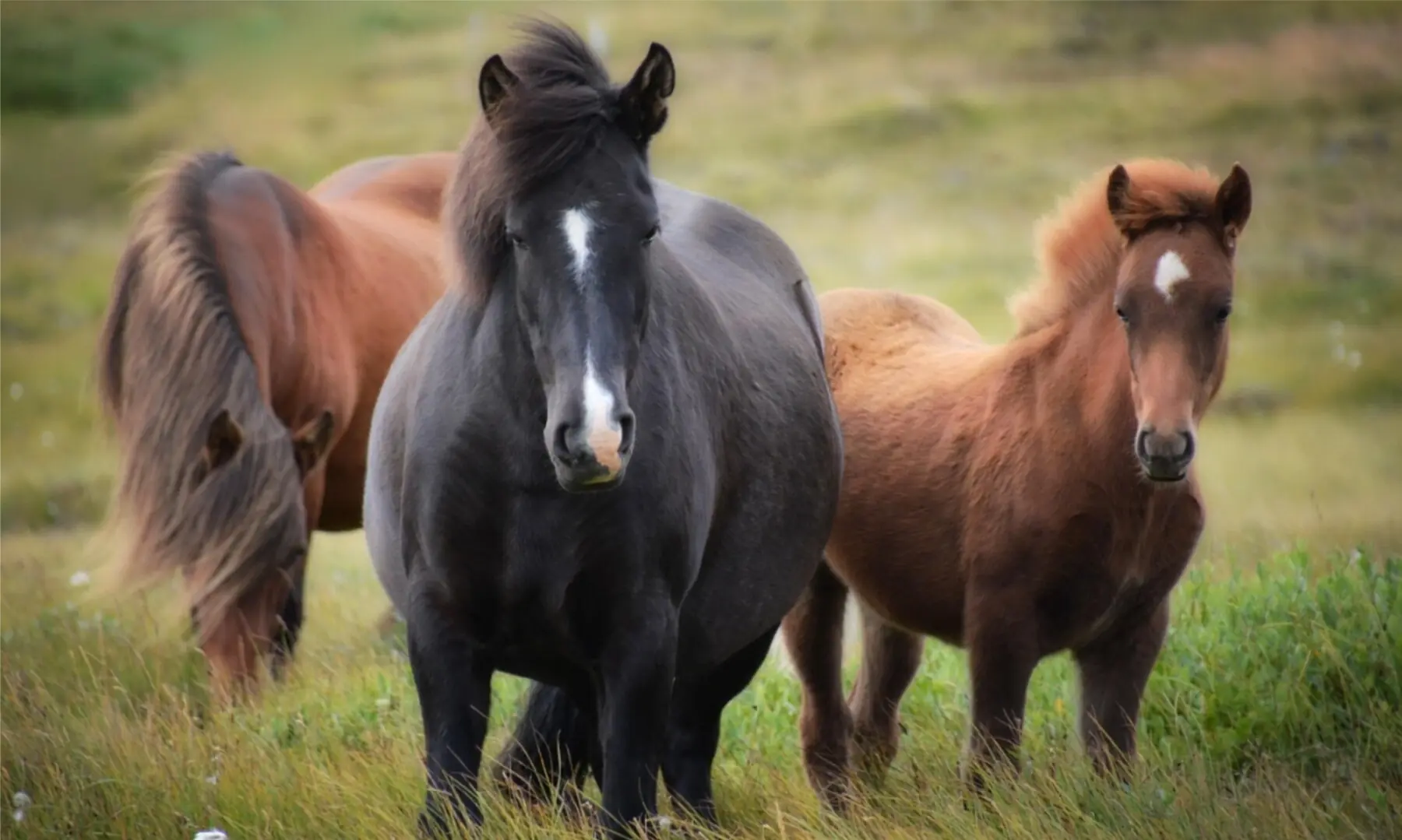 Image showing some horses. — Rebecca D / Pixabay