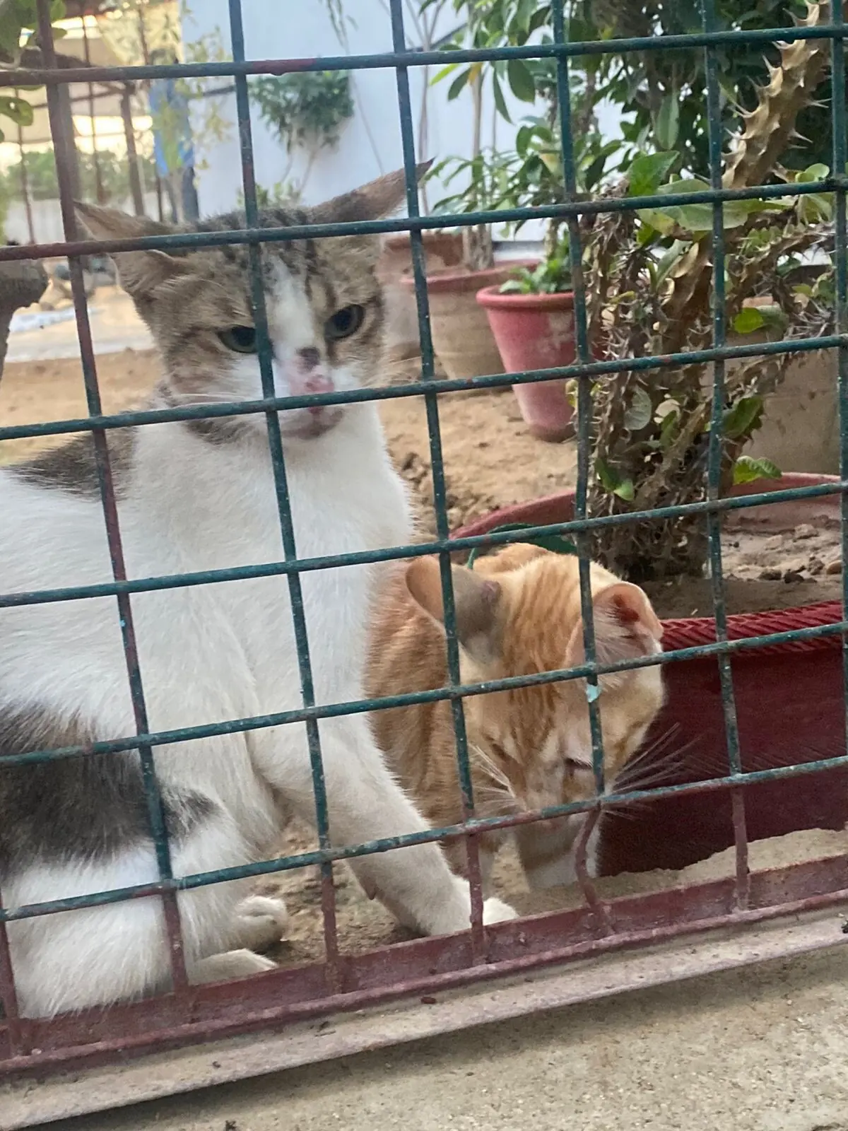  Photo: Aamna Iftikhar 