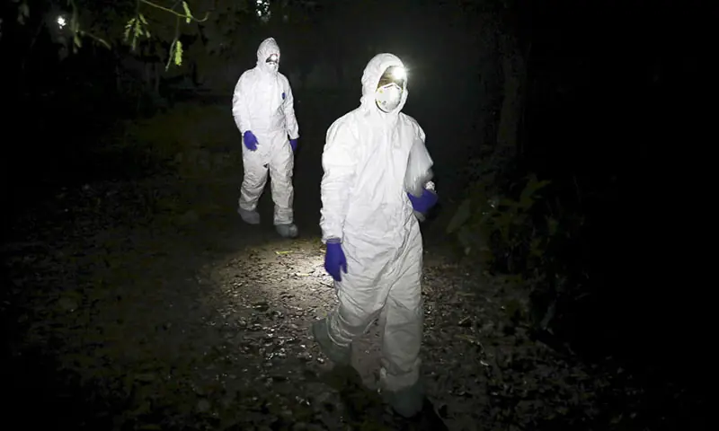 Researchers in Bangladesh use nets to catch bats and collect samples to find the Nipah virus in the wild. &mdash; Reuters/File