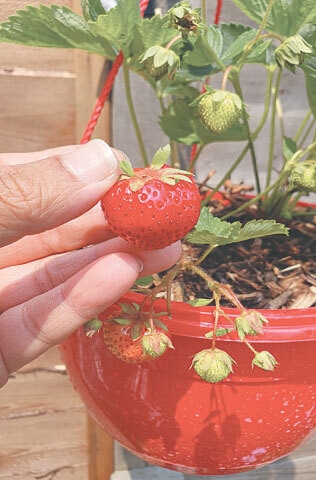 Strawberries on the same plant in different stages of the fruiting phase