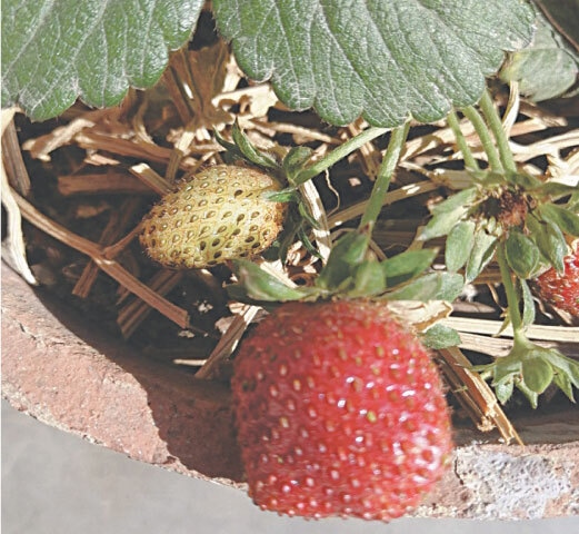 Strawberry plant in a clay pot | Photos by the writer