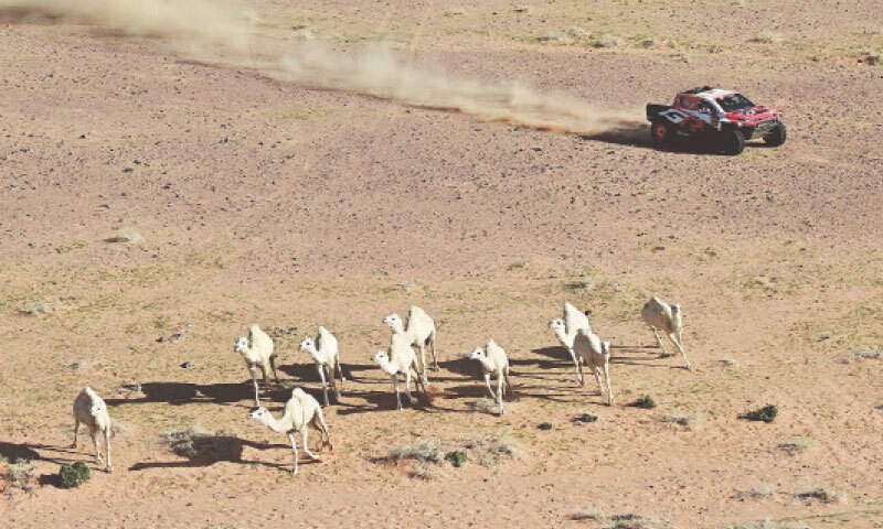 CAMELS scamper away as Toyota Gazoo Racing W2rc&rsquo;s South African driver Henk Lategan and compatriot co-pilot Brett Cummings compete during the fifth stage of the Dakar Rally, between Al-Ula and Hail, on Thursday.&mdash;AFP