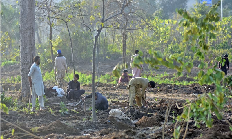 CDA workers plant saplings on a green belt at Shakarparian in Islamabad on Friday. &mdash; Online