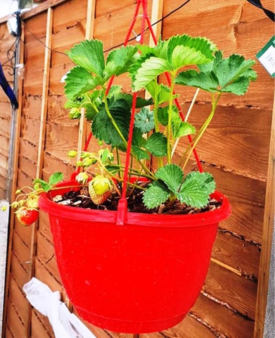 A fortnightly spray of organic pesticide keeps the strawberry plant safe from pest attacks
