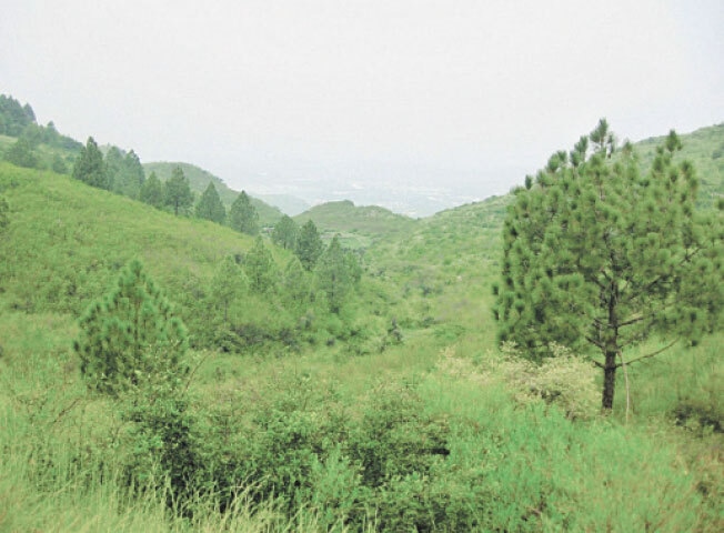 Path leading to the Buddhist Monastic Complex from the Margalla hills.