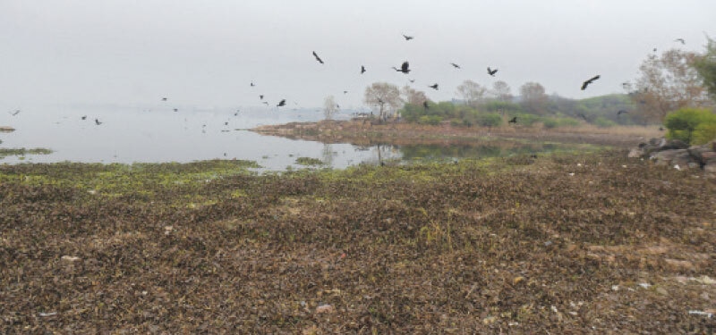 Garbage and decaying vegetation blanket the dried bed of Rawal Lake in Islamabad, as birds fly above the shrinking waters on Thursday. — Photo by Mohammad Asim