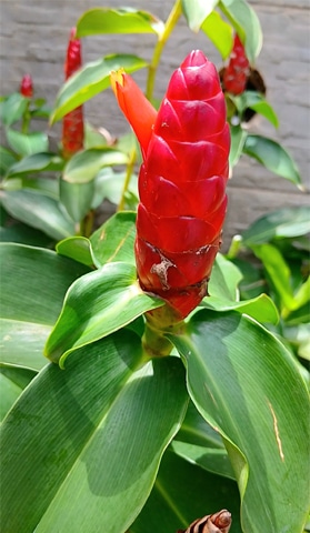 The bracts of the glossy red button ginger plant produce a foamy liquid, which is used as organic shampoo and conditioner