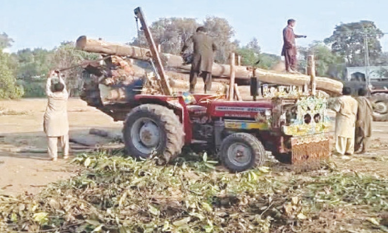 University claims Shaikh Zayed Islamic Centre is autonomous, it had hired contractor to fell trees. &mdash; Dawn