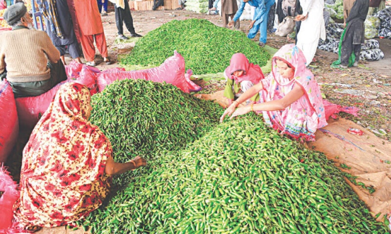 HYDERABAD: Labourers sort green chillies at a vegetable market.&mdash;APP