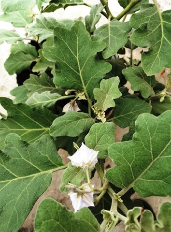 Eggplant with flowers | Photos courtesy the writer