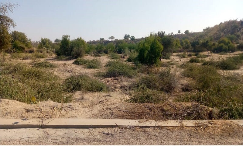 Devi plants now dominate the Thar landscape