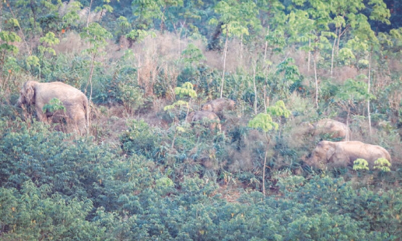 A HERD of wild elephants roams around a forest in Thailand.—AFP A HERD of wild elephants roams around a forest in Thailand.—AFP