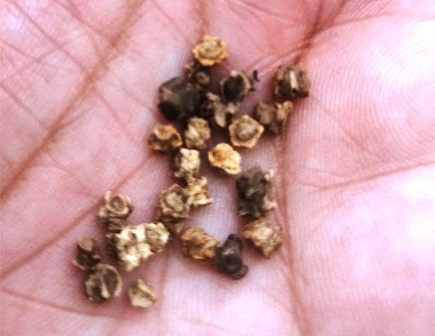 Swiss chard seeds resemble those of spinach