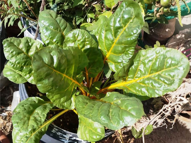 The colour of the mid ribs and stem often determines the name of the variety | Photos courtesy the writer