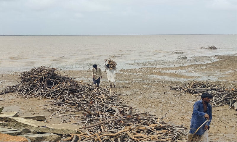  Men piling timber near the Kharochan Jetty: in rural Sindh, landlessness and debt pushes labourers into forest-cutting 