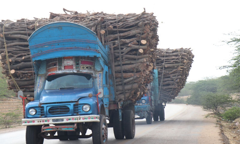 Trucks loaded with felled trees driving on the Thatta-Karachi bypass: many of these trucks form a steady, visible supply chain running from lower Sindh into Karachi | All photos courtesy the writer