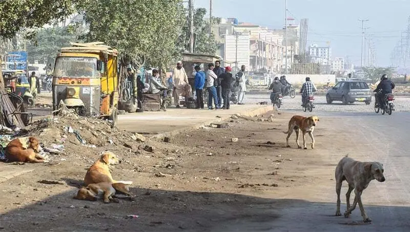 Stray dogs like these can be spotted on various Karachi roads.— White Star/File Stray dogs like these can be spotted on various Karachi roads.— White Star/File