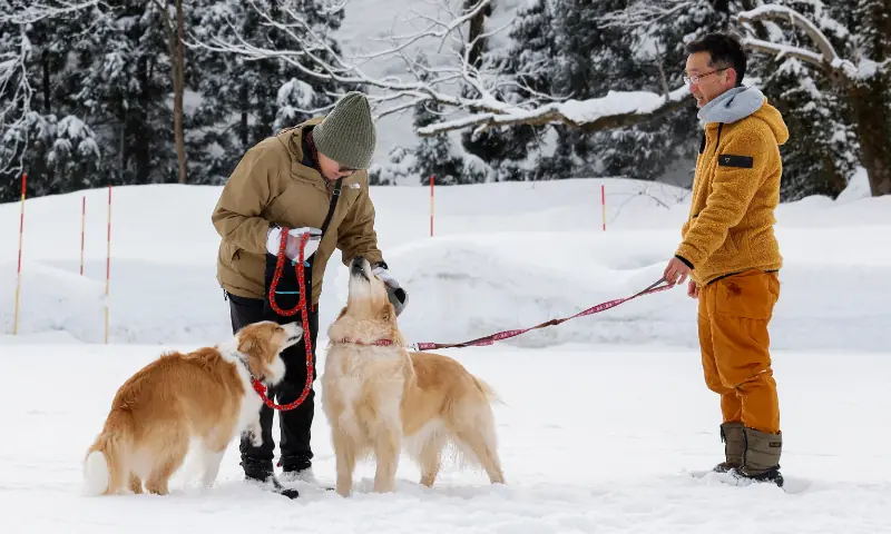  A voter pets a dog outside a polling station during the general election, in Uonuma, Niigata Prefecture, Japan on Feb 8, 2026. — Reuters 