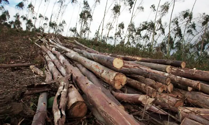 The image shows trees cut to obtain wood.—Reuters/File The image shows trees cut to obtain wood.—Reuters/File