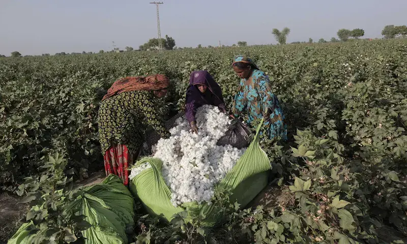 Labourers harvest cotton in a field. &mdash; Reuters/File