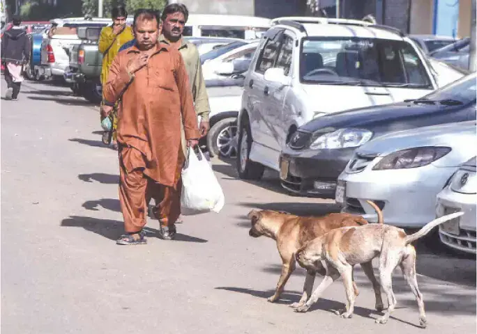 Pedestrians seem apprehensive as they approach stray dogs in a street.&mdash;White Star/File