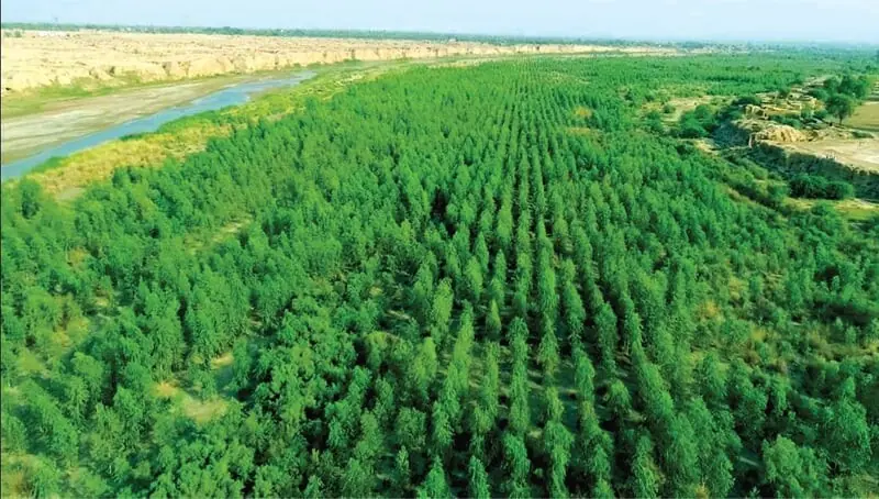 Eucalyptus trees planted in the water-logged area of Dera Ismail Khan. &mdash; Courtesy KP forest department/File