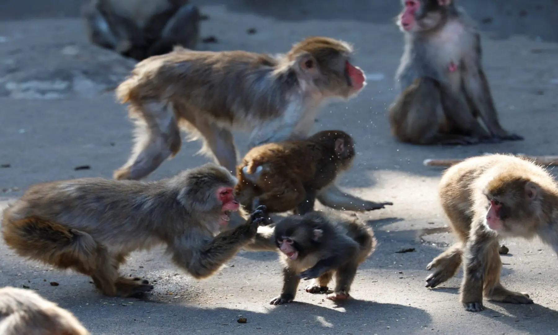 A baby Japanese macaque named Punch interacts with other monkeys at Ichikawa City Zoo, in Ichikawa, Chiba Prefecture, Japan, February 19, 2026. — Reuters/Kim Kyung-Hoon