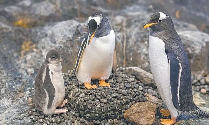 Gentoo penguins welcomed their third chick in two years at the Ocean Network Express Penguin Cove.
—Courtesy The Straits Times Gentoo penguins welcomed their third chick in two years at the Ocean Network Express Penguin Cove.
—Courtesy The Straits Times