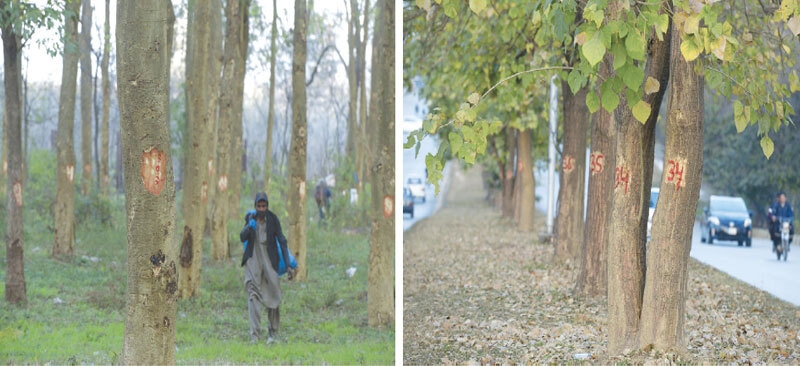 Trees on a greenbelt in F-10 and those along Ibne Sina Road in G-8 sector have been numbered under a drive launched by the CDA. &mdash; Photos by Mohammad Asim