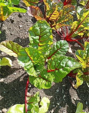 Swiss chard thrive in early morning sunlight | Photos by the writer