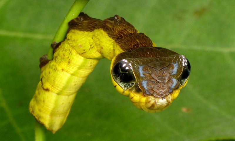 A caterpillar with eye-spot patterns and posture that resemble a snake &mdash; a defensive display &mdash;
Photos courtesy the writer