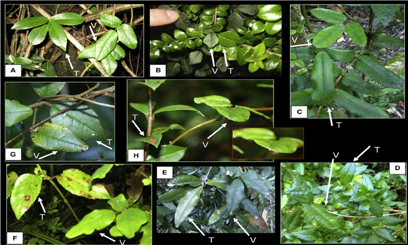 Leaves of Boquila trifoliolata showing variation and mimicry of nearby host plant leaves.