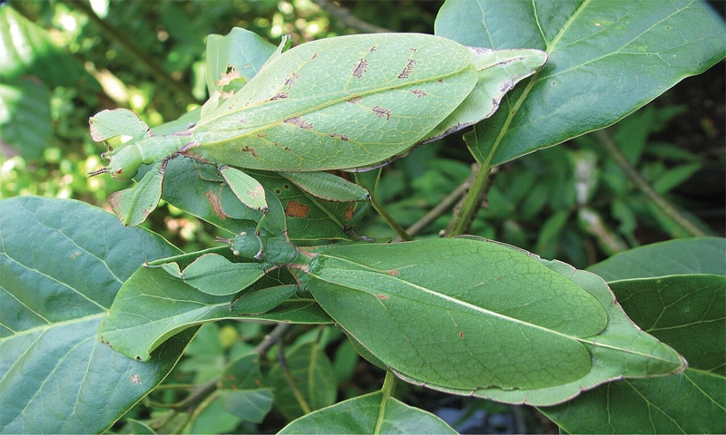 NATURE: THE MYSTERY OF MIMICRY NATURE: THE MYSTERY OF MIMICRY