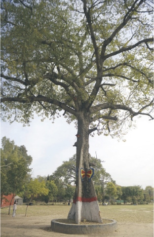 An old Chinar tree stands tall in Liaquat Bagh.