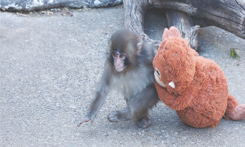 THE seven-month-old macaque, who was abandoned by his mother shortly after birth, spends time with a stuffed orangutan toy at a zoo in Japan.&mdash;AFP